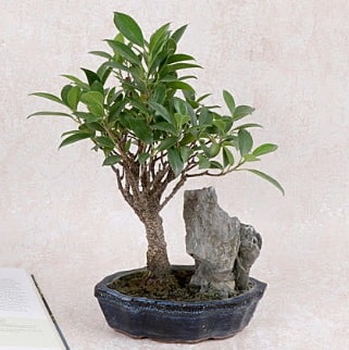 Japon ağacı Evergreen Ficus Bonsai  Antalya Asya çiçek gönderme sitemiz güvenlidir 