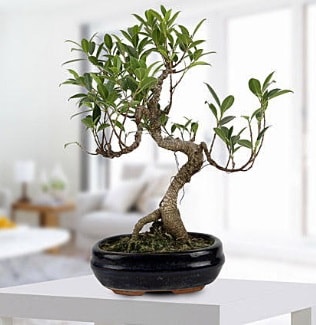 Gorgeous Ficus S shaped japon bonsai  Antalya Asya yurtiçi ve yurtdışı çiçek siparişi 