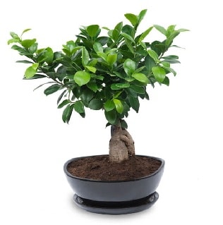Ginseng bonsai ağacı özel ithal ürün  Antalya Asya internetten çiçek satışı 