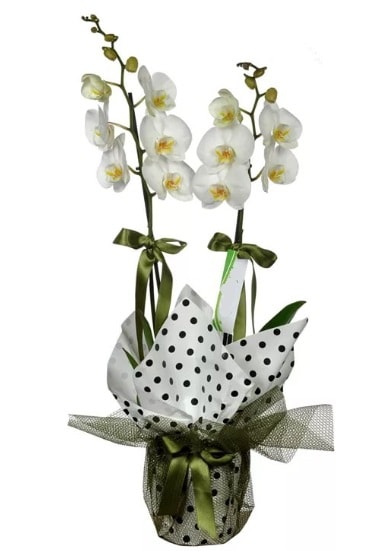 Çift Dallı Beyaz Orkide  Antalya Asya 14 şubat sevgililer günü çiçek 