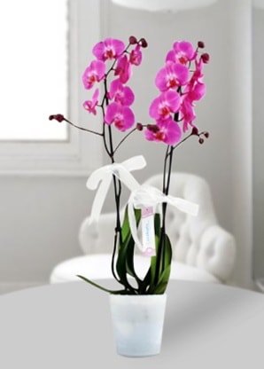 Çift dallı mor orkide  Antalya Asya çiçekçiler 