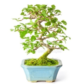 S zerkova bonsai kısa süreliğine  Antalya Asya Melisa İnternetten çiçek siparişi 