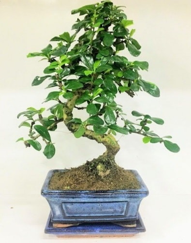 S Bonsai japon ağacı bitkisi  Antalya Asya uluslararası çiçek gönderme 