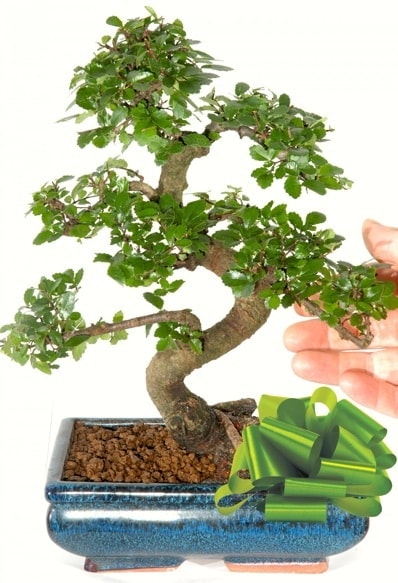 Yaklaşık 25 cm boyutlarında S bonsai  Antalya Asya çiçek siparişi sitesi 