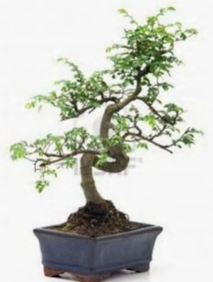S gövde bonsai minyatür ağaç japon ağacı  Antalya Asya çiçek satışı 