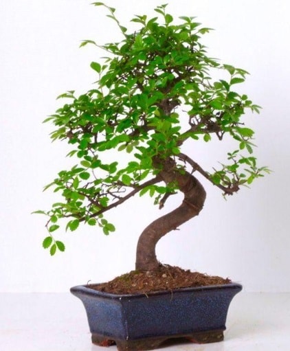 S gövdeli bonsai minyatür ağaç japon ağacı  Antalya Asya çiçek gönderme sitemiz güvenlidir 