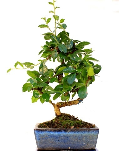 S gövdeli carmina bonsai ağacı  Antalya Asya çiçek yolla  Minyatür ağaç