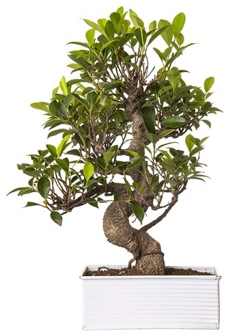 Exotic Green S Gövde 6 Year Ficus Bonsai  Antalya Asya çiçek gönderme sitemiz güvenlidir 