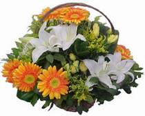  Antalya Asya online çiçekçi , çiçek siparişi  sepet modeli Gerbera kazablanka sepet